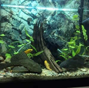 Umzug mit Aquarium in Görlitz Aquarium mit Pflanzen, Wurzeln und Fischen – Umzug mit Aquarium in Görlitz