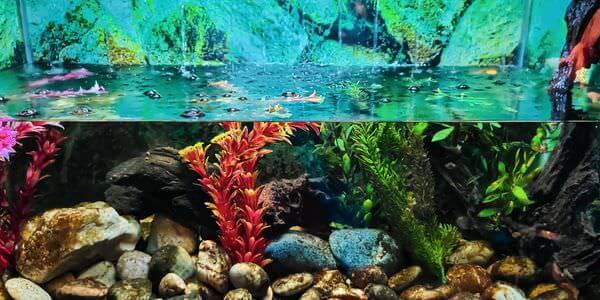 Aquarium mit Korallen und bunten Fischen – Aquarium-Umzug Görlitz