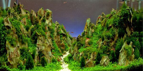 Aquarium mit Felslandschaft und Pflanzen – Umzug mit Aquarium in Görlitz