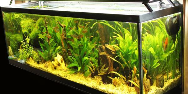 Aquarium-Umzug Görlitz: Längliches Aquarium mit grünen Wasserpflanzen