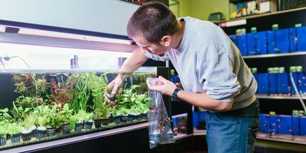 Mann versorgt Aquarienpflanzen vor einem Aquarienregal – Umzug mit Aquarium in Görlitz